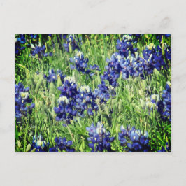 Het briefkaart van Bluebonnet
