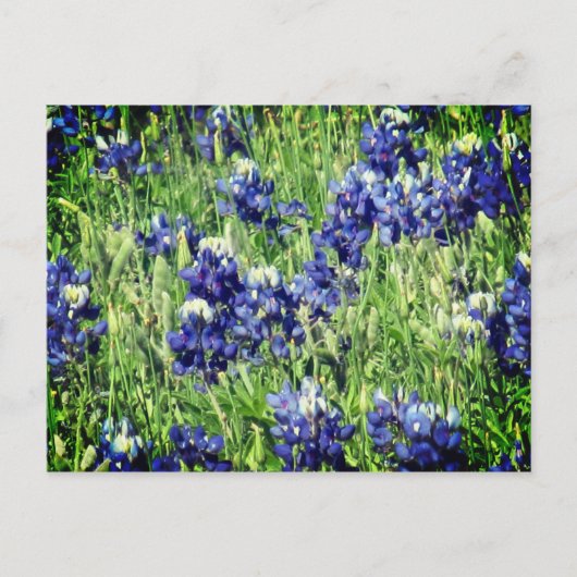 Het briefkaart van Bluebonnet (Voorkant)