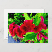 Het Briefkaart van Celosia Cristata van de Hanekam (Voorkant / Achterkant)