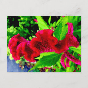 Het Briefkaart van Celosia Cristata van de Hanekam