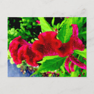 Het Briefkaart van Celosia Cristata van de Hanekam