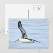 Het Briefkaart van de Albatros van Laysan (Voorkant / Achterkant)