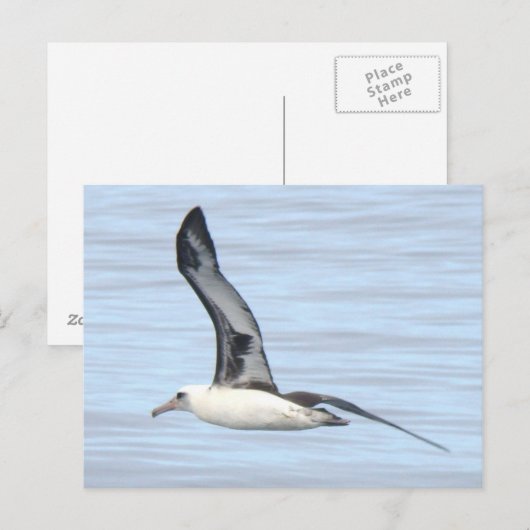 Het Briefkaart van de Albatros van Laysan (Voorkant / Achterkant)