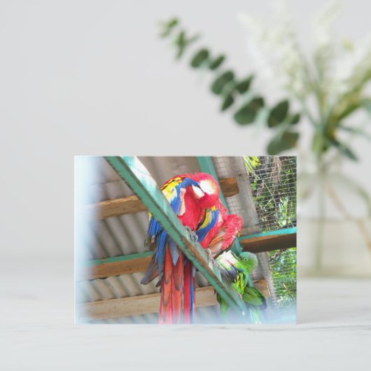 Het Briefkaart van de ara (Staand voorkant)