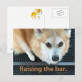 Het Briefkaart van de Bar Corgi verhogen (Voorkant / Achterkant)