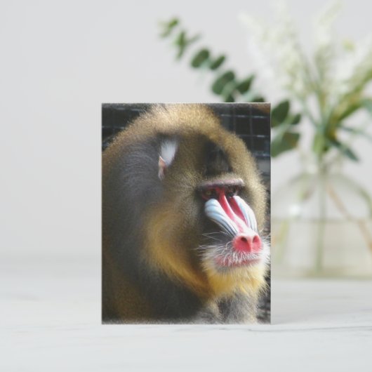 Het Briefkaart van de baviaan (Staand voorkant)