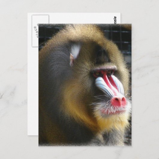 Het Briefkaart van de baviaan (Voorkant / Achterkant)