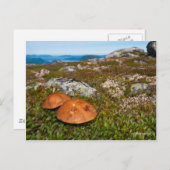 Het briefkaart van de berglandschapsfoto's. Noorwe (Voorkant / Achterkant)