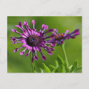 Het Briefkaart van de bloem