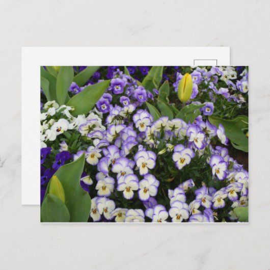 Het Briefkaart van de bloem (Voorkant / Achterkant)