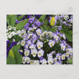 Het Briefkaart van de bloem