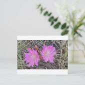 Het Briefkaart van de Bloem van Bitterroot (Staand voorkant)