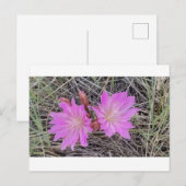 Het Briefkaart van de Bloem van Bitterroot (Voorkant / Achterkant)