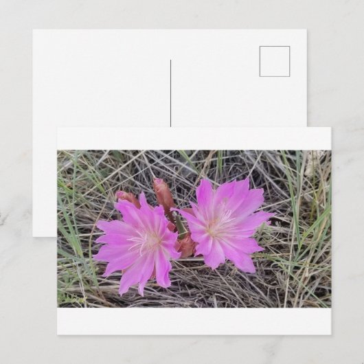 Het Briefkaart van de Bloem van Bitterroot (Voorkant / Achterkant)