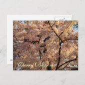 Het Briefkaart van de Bomen van de Bloesem van de (Voorkant / Achterkant)