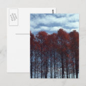 Het briefkaart van de Bomen van Sourwood (Voorkant / Achterkant)