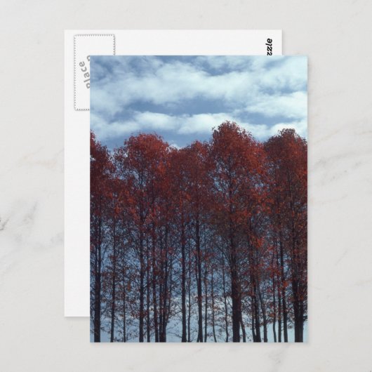 Het briefkaart van de Bomen van Sourwood (Voorkant / Achterkant)