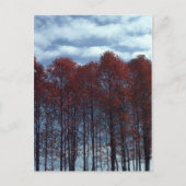 Het briefkaart van de Bomen van Sourwood (Voorkant)