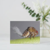 Het briefkaart van de boomhopper nymph. (Staand voorkant)