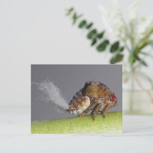 Het briefkaart van de boomhopper nymph. (Staand voorkant)