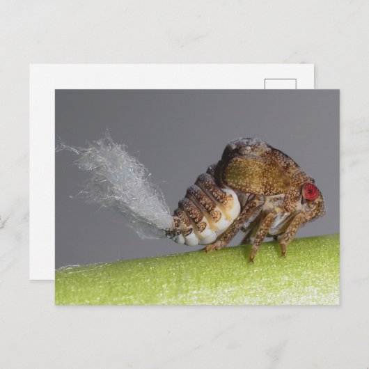 Het briefkaart van de boomhopper nymph. (Voorkant / Achterkant)