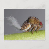 Het briefkaart van de boomhopper nymph. (Voorkant)