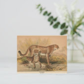 Het  Briefkaart van de Cheetah Zoological Sketch (Staand voorkant)