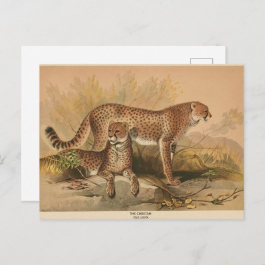 Het Briefkaart van de Cheetah Zoological Sketch (Voorkant / Achterkant)