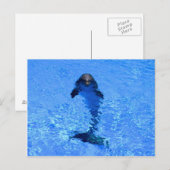 Het briefkaart van de dolfijn (Voorkant / Achterkant)