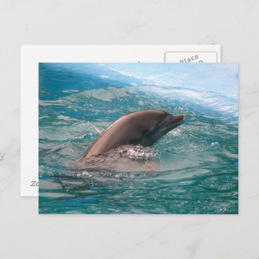 Het Briefkaart van de dolfijn (Voorkant / Achterkant)