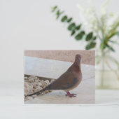 Het briefkaart van de duif, pas aan (Staand voorkant)
