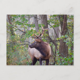 Het Briefkaart van de Elanden van de stier