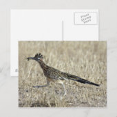 Het Briefkaart van de Foto van Roadrunner (Voorkant / Achterkant)