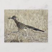 Het Briefkaart van de Foto van Roadrunner (Voorkant)