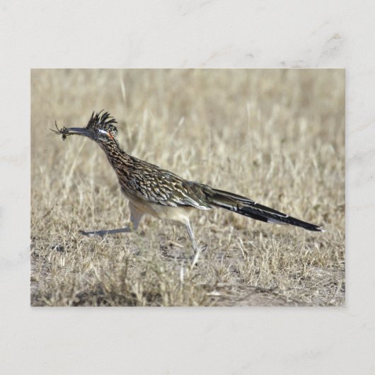 Het Briefkaart van de Foto van Roadrunner (Voorkant)