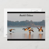 Het Briefkaart van de Ganzen van Canada tijdens de (Voorkant / Achterkant)