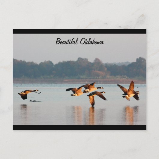 Het Briefkaart van de Ganzen van Canada tijdens de (Voorkant)