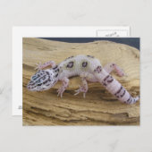 Het Briefkaart van de Gekko van de luipaard (Voorkant / Achterkant)
