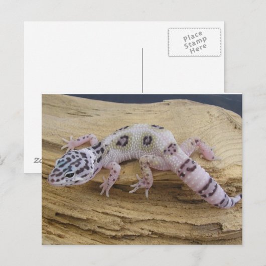 Het Briefkaart van de Gekko van de luipaard (Voorkant / Achterkant)