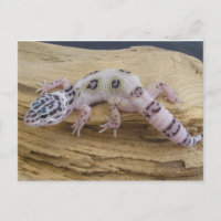 Het Briefkaart van de Gekko van de luipaard