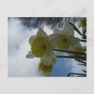 Het briefkaart van de Gele narcissen van de lente