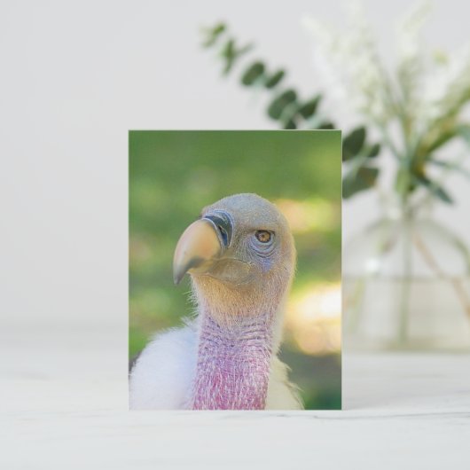 Het Briefkaart van de Gier van Griffon van Rupell (Staand voorkant)