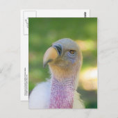 Het Briefkaart van de Gier van Griffon van Rupell (Voorkant / Achterkant)