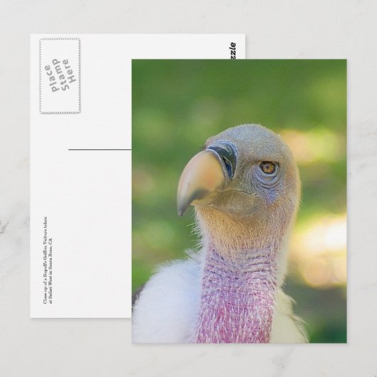 Het Briefkaart van de Gier van Griffon van Rupell (Voorkant / Achterkant)