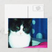 Het Briefkaart van de Gloed van de Kat van het kat (Voorkant / Achterkant)