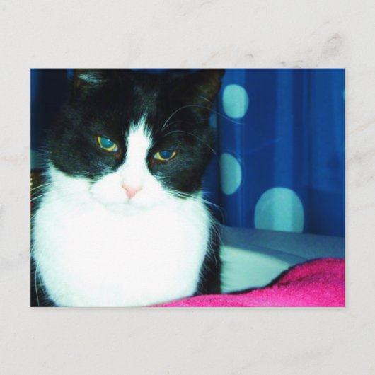 Het Briefkaart van de Gloed van de Kat van het kat (Voorkant)