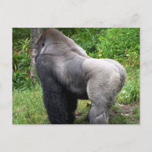 Het Briefkaart van de Gorilla van Silverback