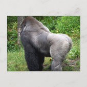 Het Briefkaart van de Gorilla van Silverback (Voorkant)