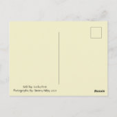 Het Briefkaart van de gouden zonnebloem (Achterkant)