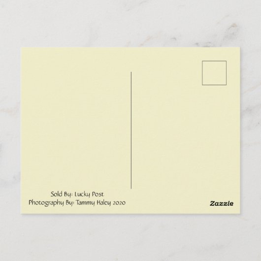 Het Briefkaart van de gouden zonnebloem (Achterkant)